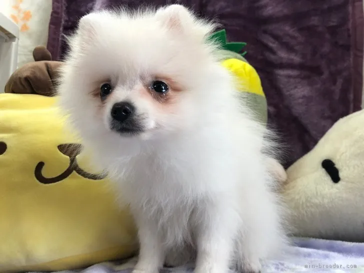 ID：1901-01530の子犬