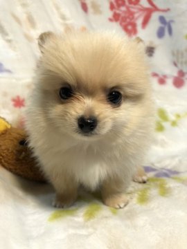 チワワ×ポメラニアン【北海道・男の子・2017年10月20日・クリーム】の写真「かわいい！！」