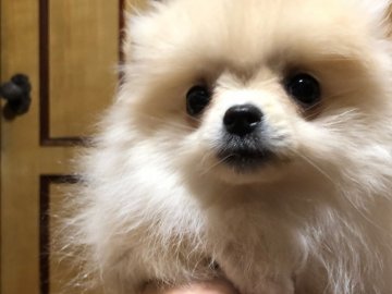 ポメラニアン【北海道・女の子・2018年8月4日・クリーム】の写真「ちっちゃいちっちゃいポメさん🐕」