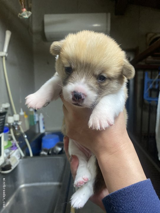 瀬谷美紀ブリーダーのブログ:目が開きました!