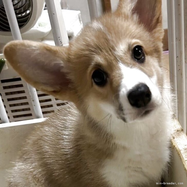 ブリーダー画像