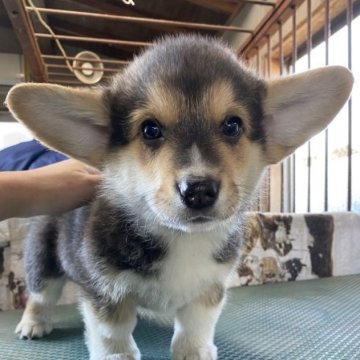 ウェルシュ・コーギー・ペンブローク【茨城県・男の子・2022年11月24日・トライ】の写真「トライカラーの男の子」