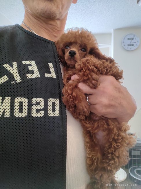 成犬レッドの男の子｜冨ヶ原　光彰(とみがはら　みつあき)ブリーダー(鹿児島県・トイプードル・JKC登録)の紹介写真9