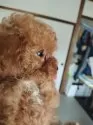 タイニープードル【鹿児島県・女の子・2025年7月16日・レッド】の写真12