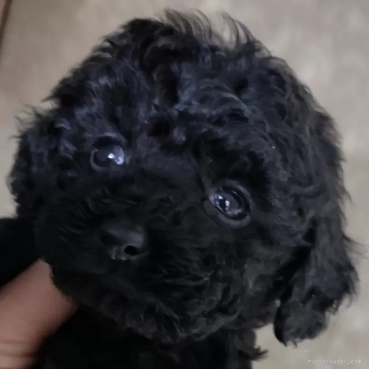 ID：2501-04427の子犬