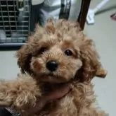 トイプードル(トイ)