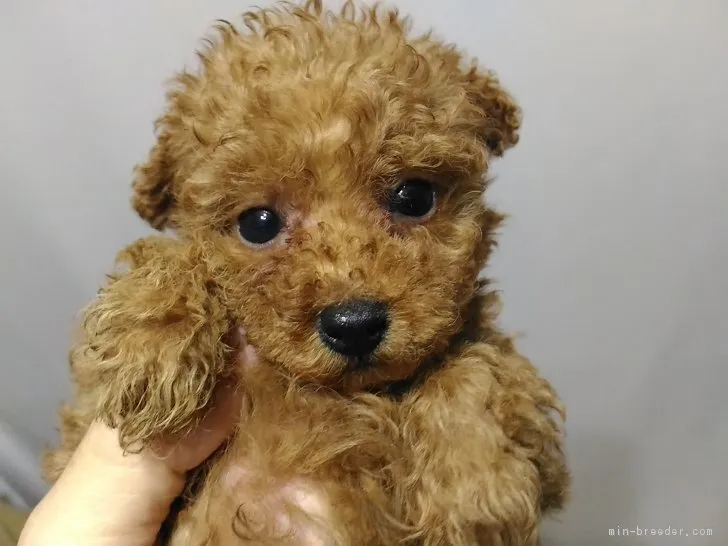 ID：1811-00667の子犬