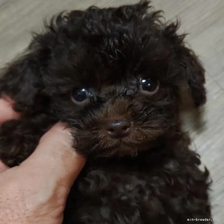 ID:2210-04980の子犬