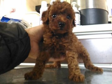 トイプードル(トイ)【鹿児島県・男の子・2018年9月27日・レッド】の写真「非常に濃いレッド、大きな目、真っ黒目鼻アイライン」