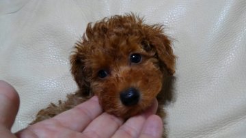 トイプードル(トイ)【鹿児島県・男の子・2020年4月4日・レッド】の写真「4/4生　タイニー～トイサイズ予想の男の子」
