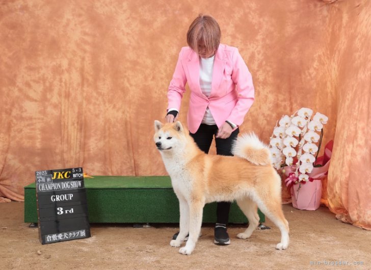 杉本　光(すぎもと　ひかる)ブリーダー(岡山県・秋田犬など・JKC/日本犬保存会/秋田犬保存会登録)の紹介写真2