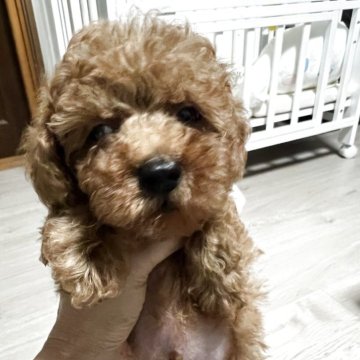 トイプードル(トイ)【岡山県・男の子・2025年6月24日・レッド】の写真「可愛いお顔の男の子♪」