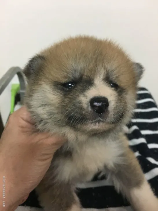 ヒトミ 様のお迎えした子犬