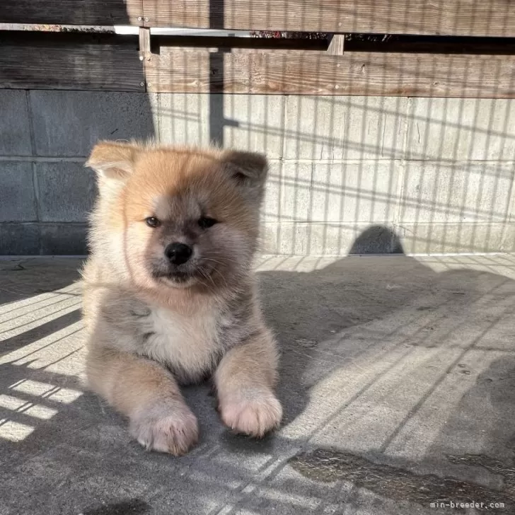 ID：2312-06508の子犬