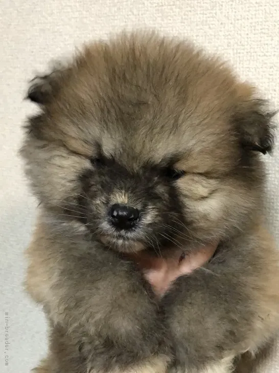 ID：1801-02719の子犬