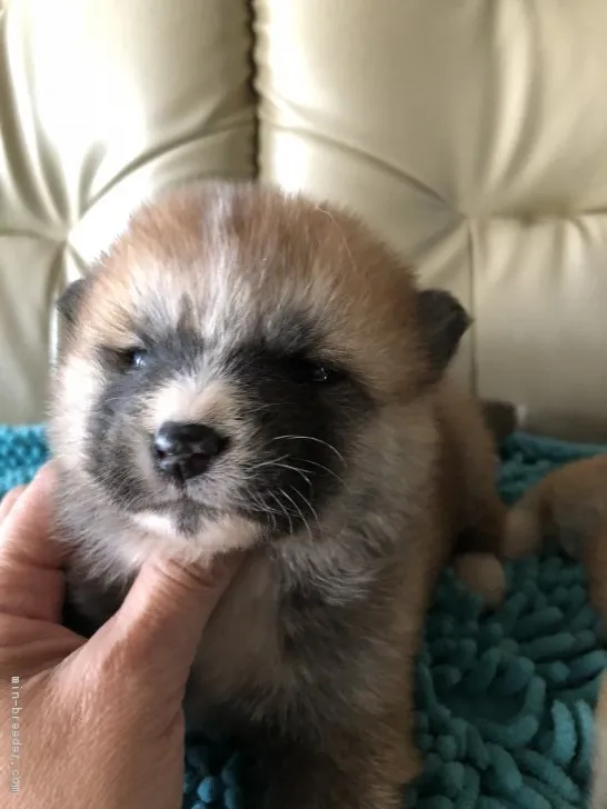 ID：1805-01665の子犬