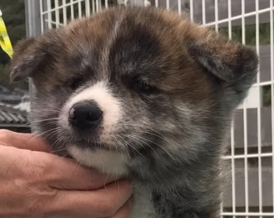 雛ちゃん 様のお迎えした子犬