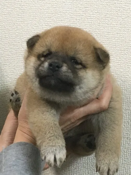 ゲンさん 様のお迎えした子犬
