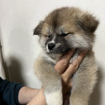 秋田犬【岡山県・男の子・2024年1月30日・赤】の写真「将来有望！」