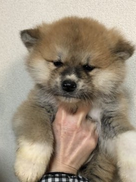 秋田犬【岡山県・男の子・2017年12月17日・赤】の写真「元気いっぱい！可愛い男の子♪」