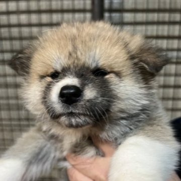 秋田犬【岡山県・女の子・2023年1月3日・赤】の写真「ショークオリティの女の子」