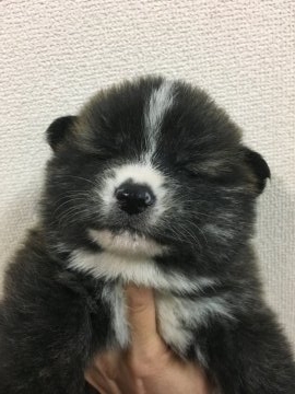 秋田犬【岡山県・男の子・2016年11月9日・虎】の写真「キリっとイケメン✨」