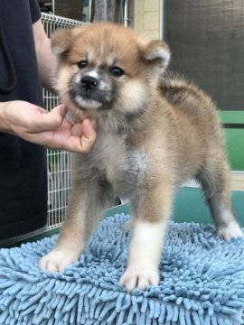 秋田犬【岡山県・男の子・2017年5月27日・赤】の写真「一緒にお散歩してみませんか？」