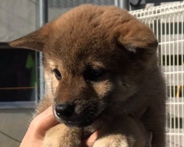 柴犬(標準サイズ)【岡山県・男の子・2016年9月2日・赤】の写真「むちむち可愛い男の子♪」