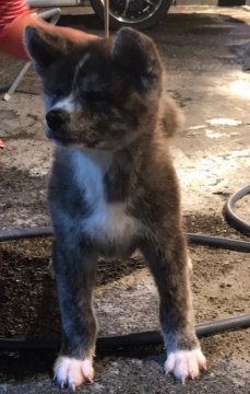 秋田犬【岡山県・男の子・2017年8月10日・虎】の写真「キレイで人懐こい男の子♪」