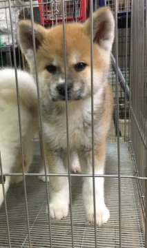 秋田犬【岡山県・女の子・2016年3月22日・赤】の写真「陽気でおちゃめな女の子♪」