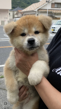 秋田犬【岡山県・女の子・2021年5月17日・赤】の写真「とっても可愛いお顔の女の子♪」