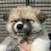 秋田犬【岡山県・女の子・2023年1月3日・赤】の写真1