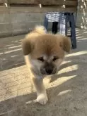 秋田犬【岡山県・男の子・2023年11月5日・赤】の写真3