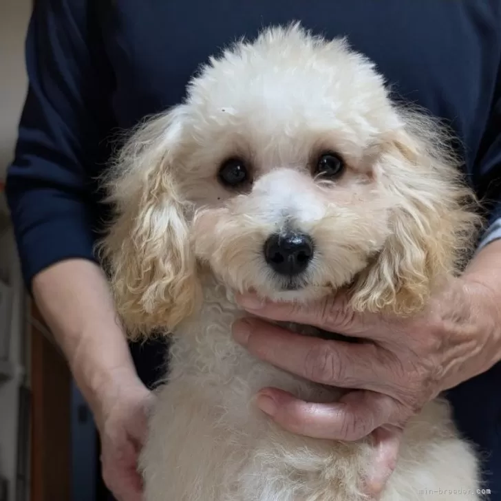 H.T 様のお迎えした子犬