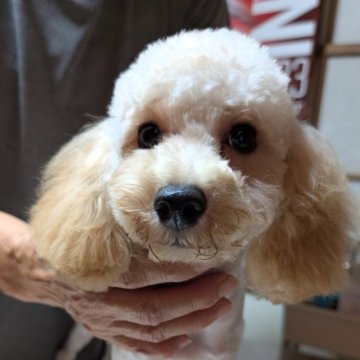 トイプードル(トイ)【埼玉県・女の子・2025年5月7日・アプリコット】の写真「ちびっこ☆断尾なし☆」