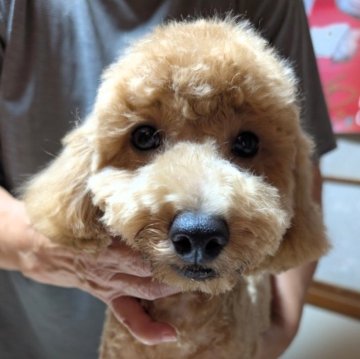 トイプードル(トイ)【埼玉県・男の子・2025年5月7日・アプリコット】の写真「ガッシリくん♡断尾なし♡」