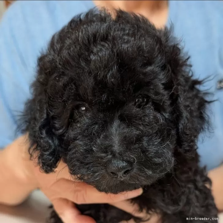 ID：2408-04836の子犬
