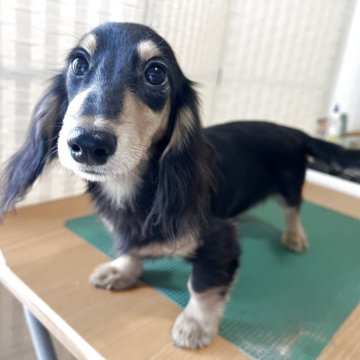 ミニチュアダックスフンド(ロング)【愛知県・女の子・2025年5月30日・ブラックイエロー】の写真「お顔の可愛い女の子」