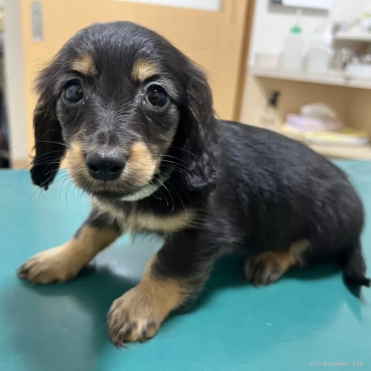 Y.T 様のお迎えした子犬