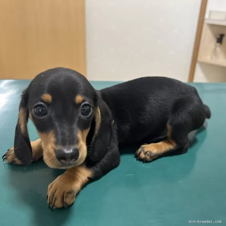 ID:2404-00526の子犬