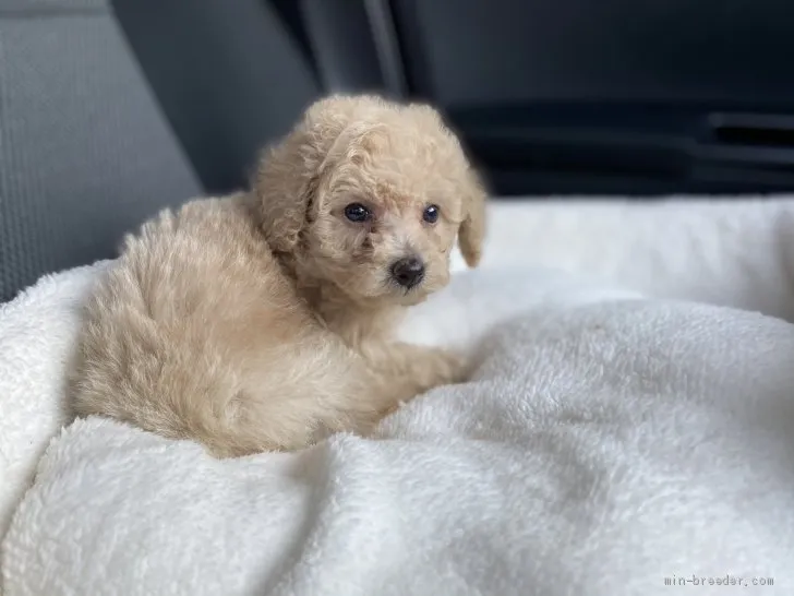 ID:2011-01373の子犬