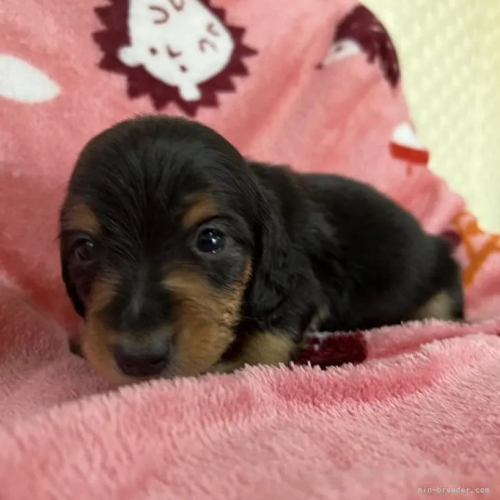 ID:2212-02405の子犬