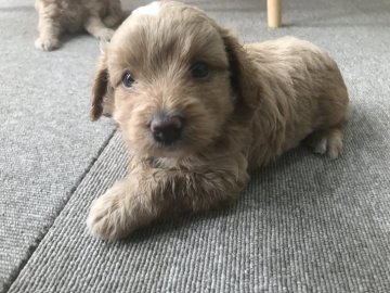 ママ ヨーチワ  パパ トイプードル【愛知県・男の子・2018年6月8日・クリーム】の写真「健康優良児の男の子！」