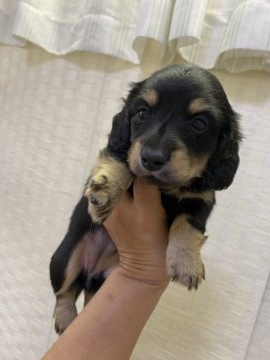 カニンヘンダックスフンド(ロング)【愛知県・女の子・2020年8月16日・ブラックイエロー】の写真「お顔の可愛い女の子！」