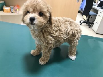 ママ  プードル  パパ  マルチーズ【愛知県・女の子・2018年12月19日・アプリコット】の写真「可愛いお顔の女の子！」