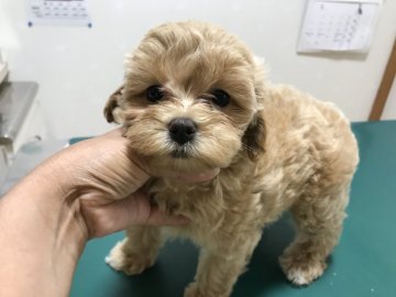 ママ プードル   パパ マルチーズ【愛知県・女の子・2019年7月1日・アプリコット】の写真「お顔の可愛い女の子！」