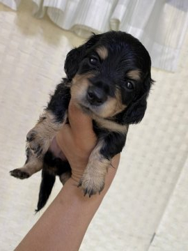 カニンヘンダックスフンド(ロング)【愛知県・女の子・2020年8月16日・ブラックイエロー】の写真「お顔の可愛い女の子！」