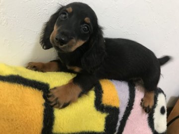 カニンヘンダックスフンド(ロング)【愛知県・男の子・2019年6月8日・ブラックタン】の写真「可愛いお顔の男の子！」