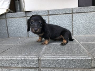 カニンヘンダックスフンド(ロング)【愛知県・女の子・2018年6月14日・ブラックタン】の写真「お顔の可愛い女の子！」