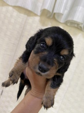 カニンヘンダックスフンド(ロング)【愛知県・女の子・2020年8月16日・ブラックタン】の写真「お顔の可愛い女の子！」